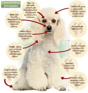French Poodle Características Wow Mascota