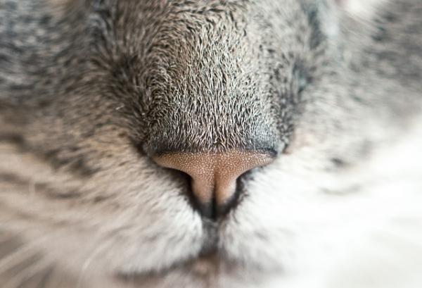 partícipe Será cuerda El olfato de los gatos y su potencial - Wow Mascota