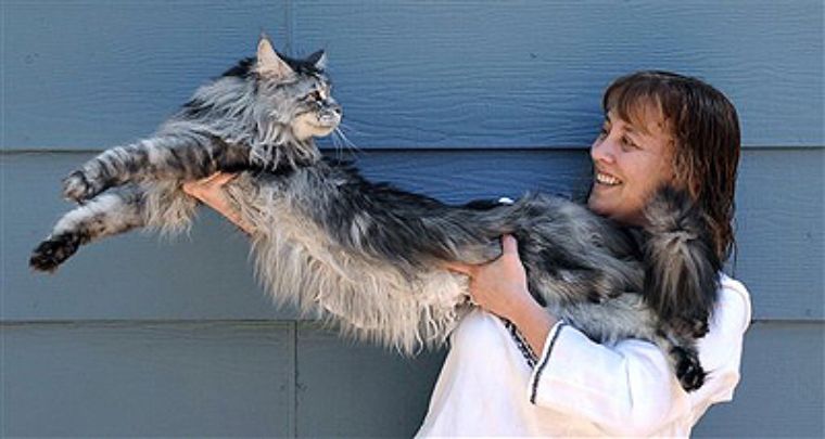 Vigilancia escritorio Shetland Cuál es el gato más grande del mundo? - Wow Mascota