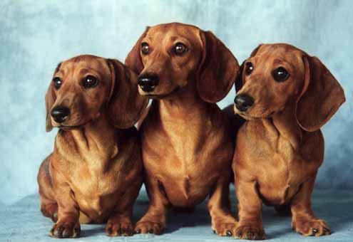 Historia del Dachshund, el “perro salchicha” Wow Mascota