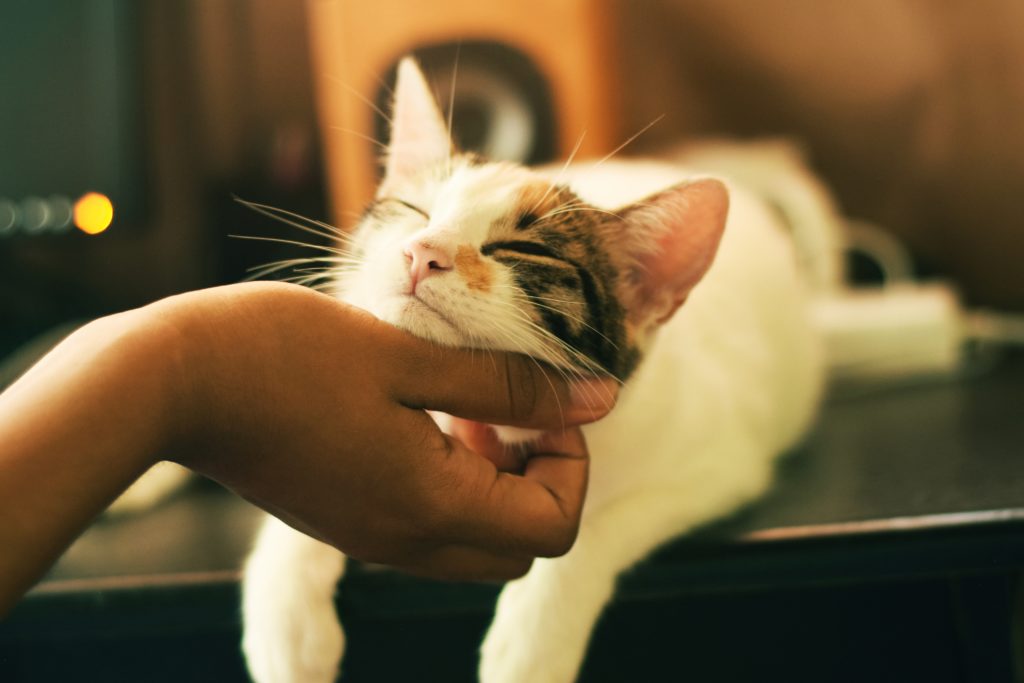 Cuando Empieza Un Gato A Ser Carinoso